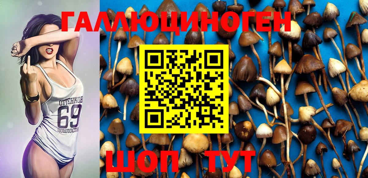 Галлюциногенные грибы Psilocybe Алатырь